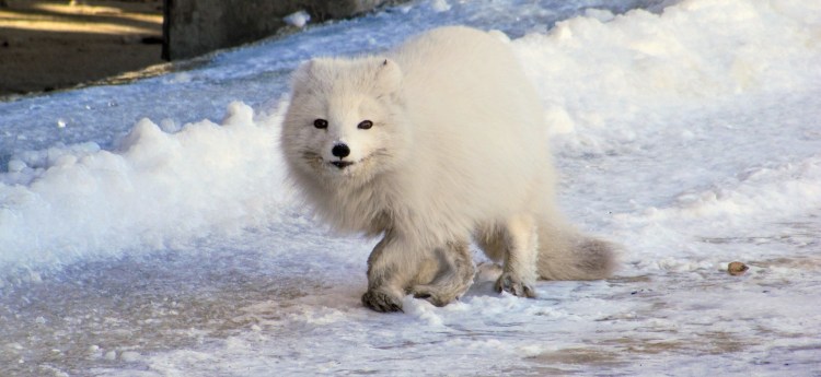A white arctic fox in Svalbard, Norway