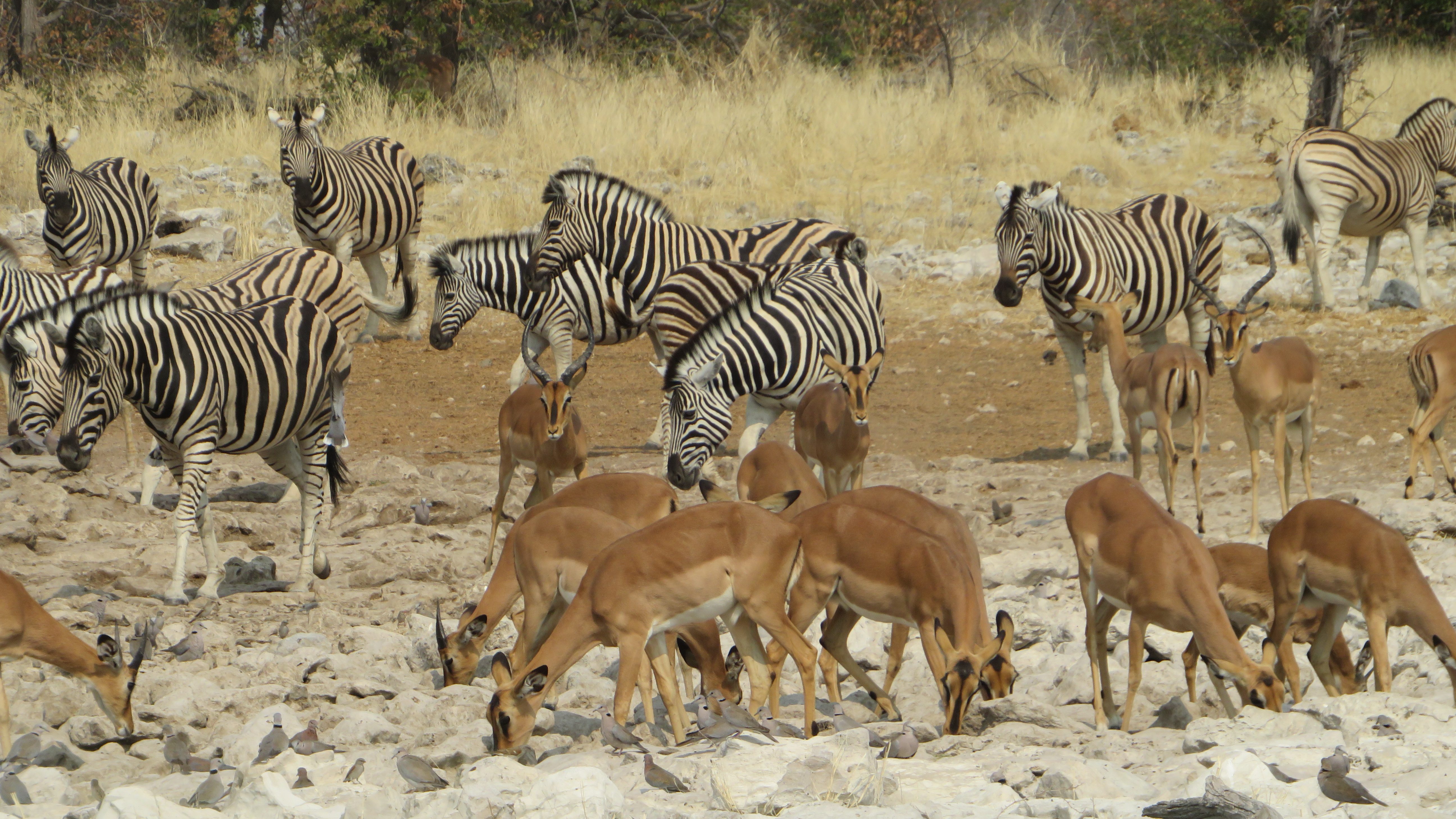 Zebra and springbok at a waterhole in Etosha, Namibia