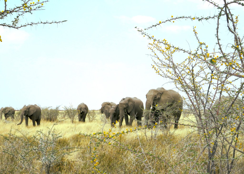 Elephants in Etosha, Namibia