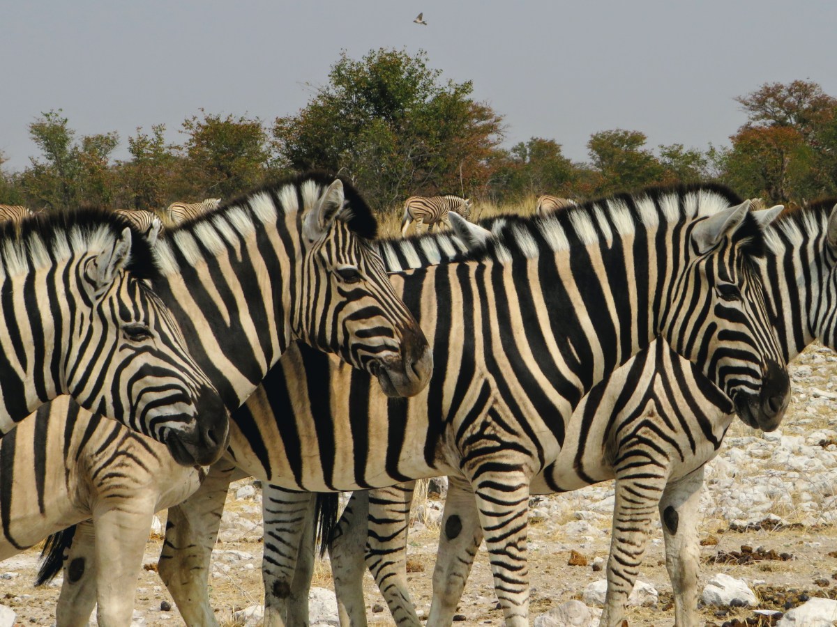 How to Plan an Etosha Self-Drive Safari, with Waterhole&nbsp;Guide