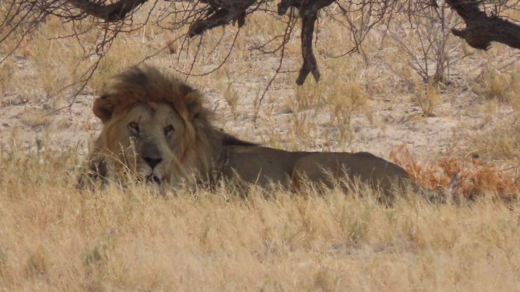 Lion laying under tree Etosha National Park Namibia