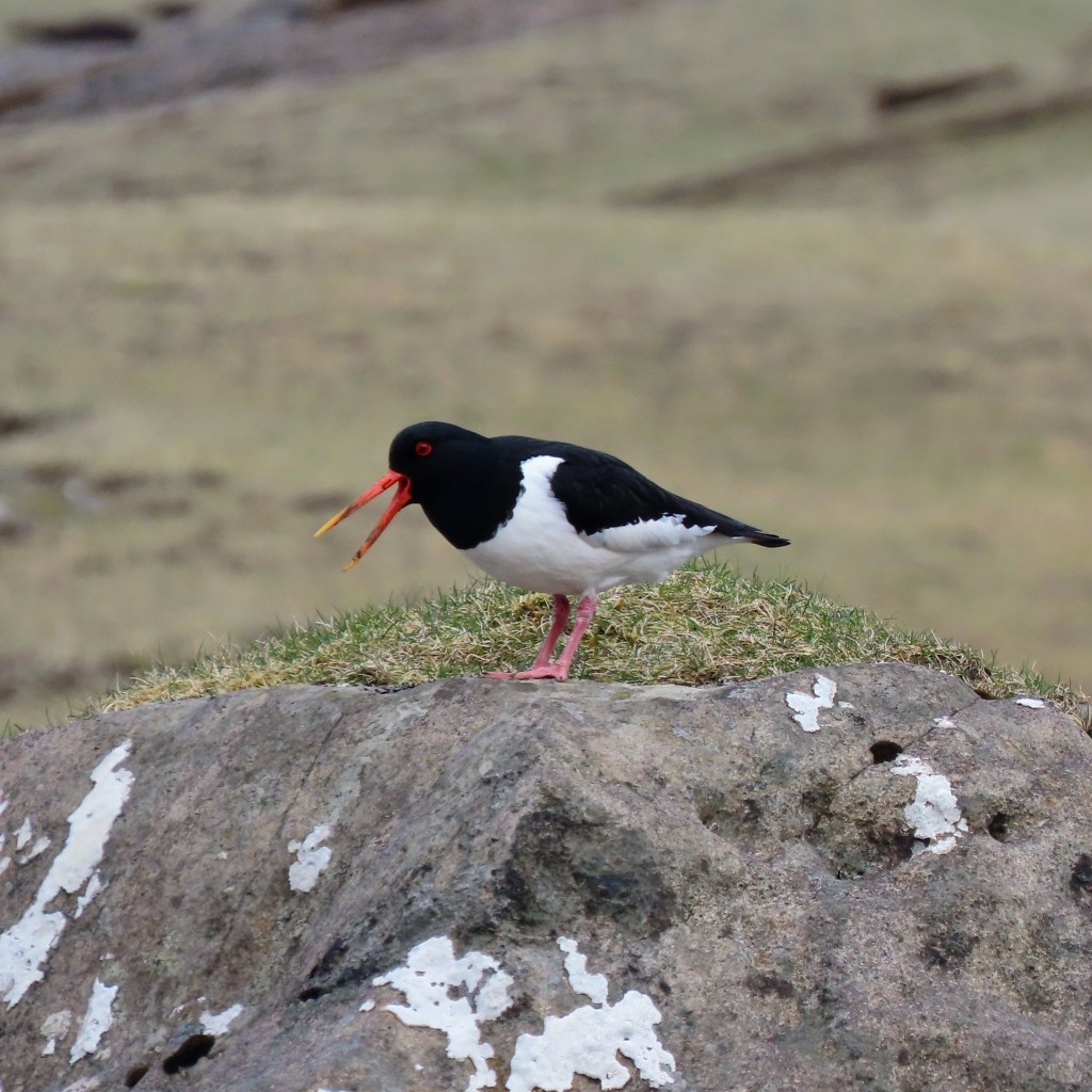 A black and white bird has its orange beak open